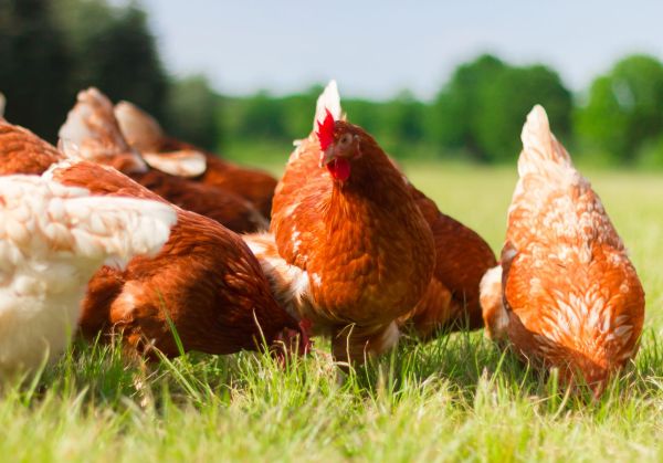 Hühner voom Hof Spahr